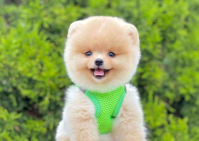 Safkan Pomeranian Boo Bebekler